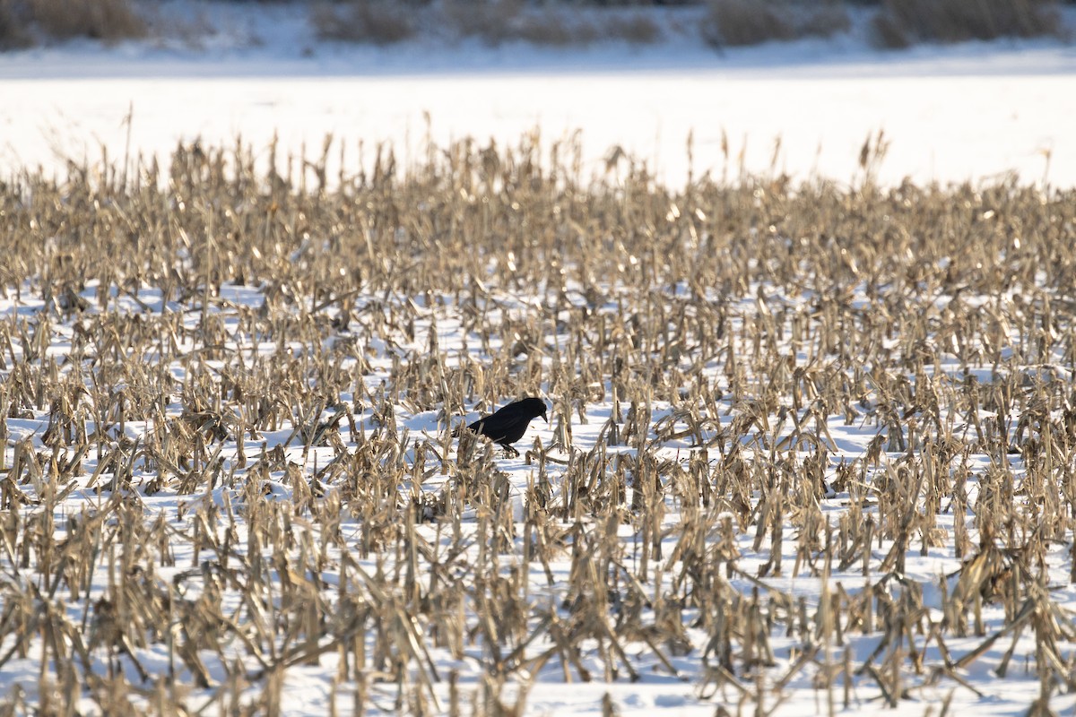 Amerika Kargası - ML646948721