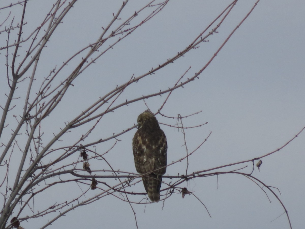 Red-shouldered Hawk - ML646948722