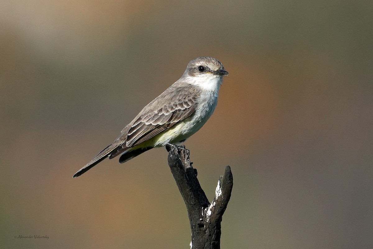 Vermilion Flycatcher - ML646948723