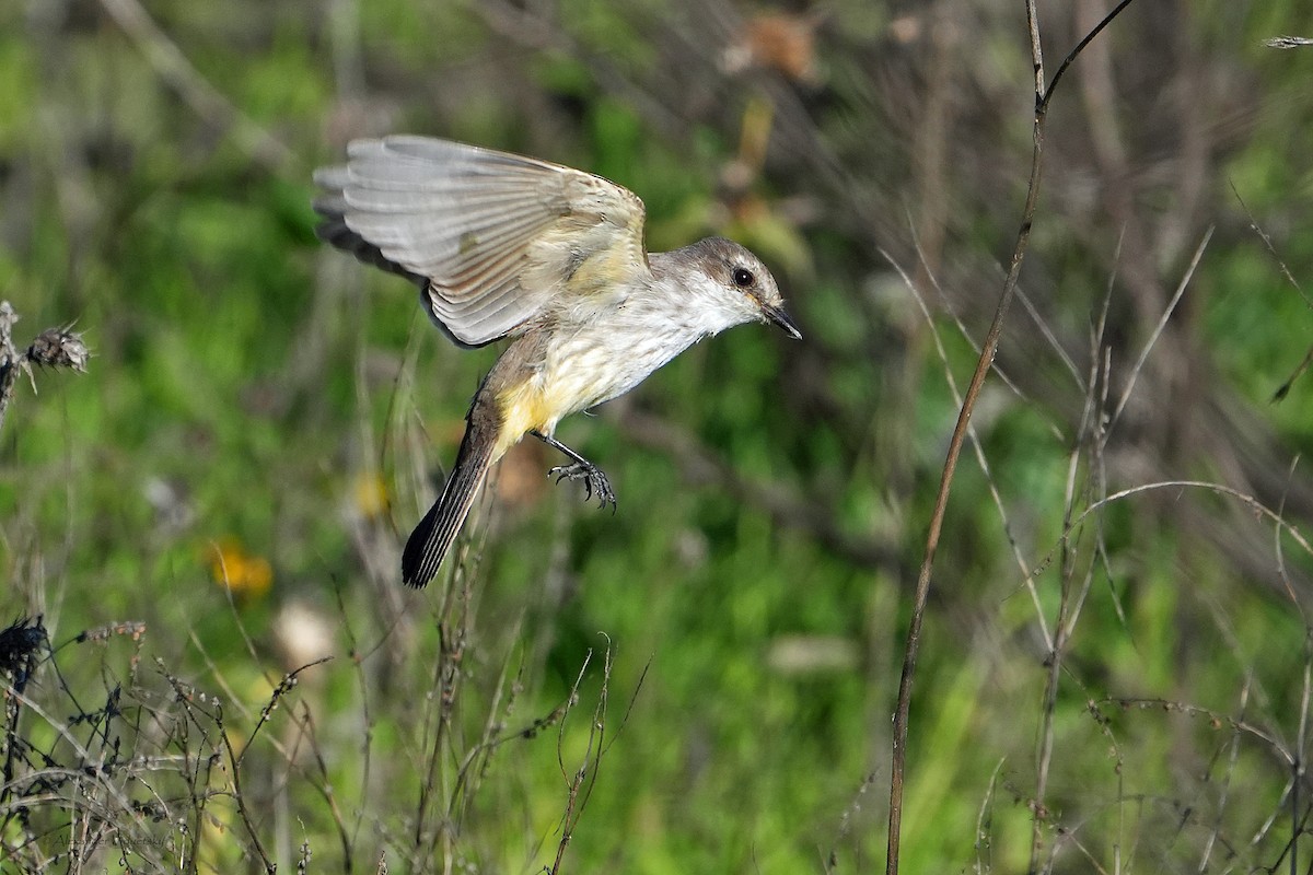 Vermilion Flycatcher - ML646948724
