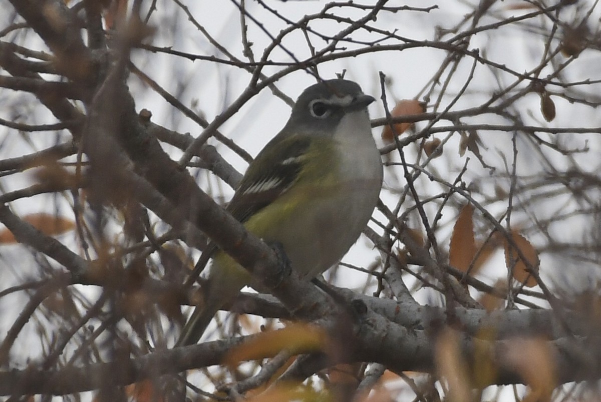 Віреон сизоголовий - ML646948725