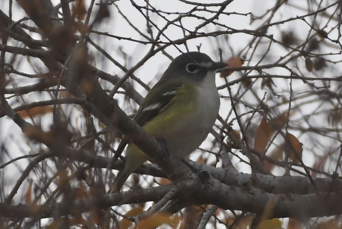Віреон сизоголовий - ML646948726