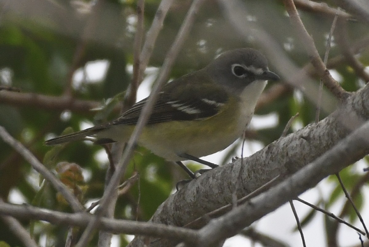 Віреон сизоголовий - ML646948727