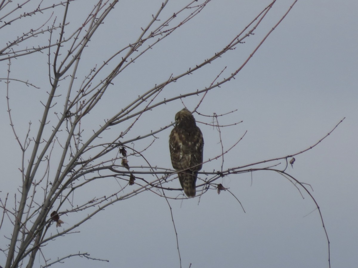 Red-shouldered Hawk - ML646948728