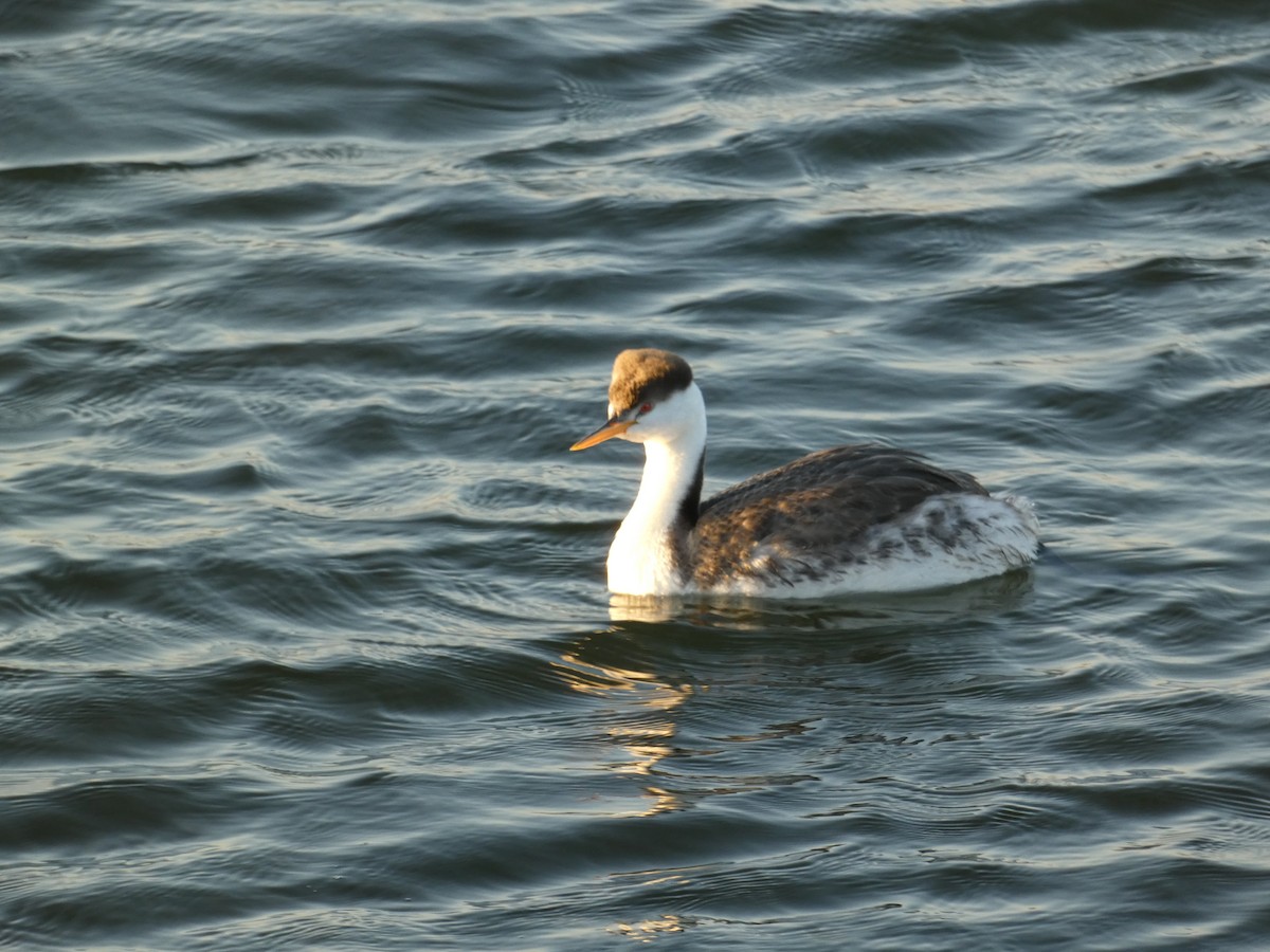 Western Grebe - ML646948730