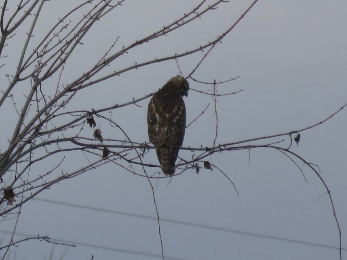 Red-shouldered Hawk - ML646948731