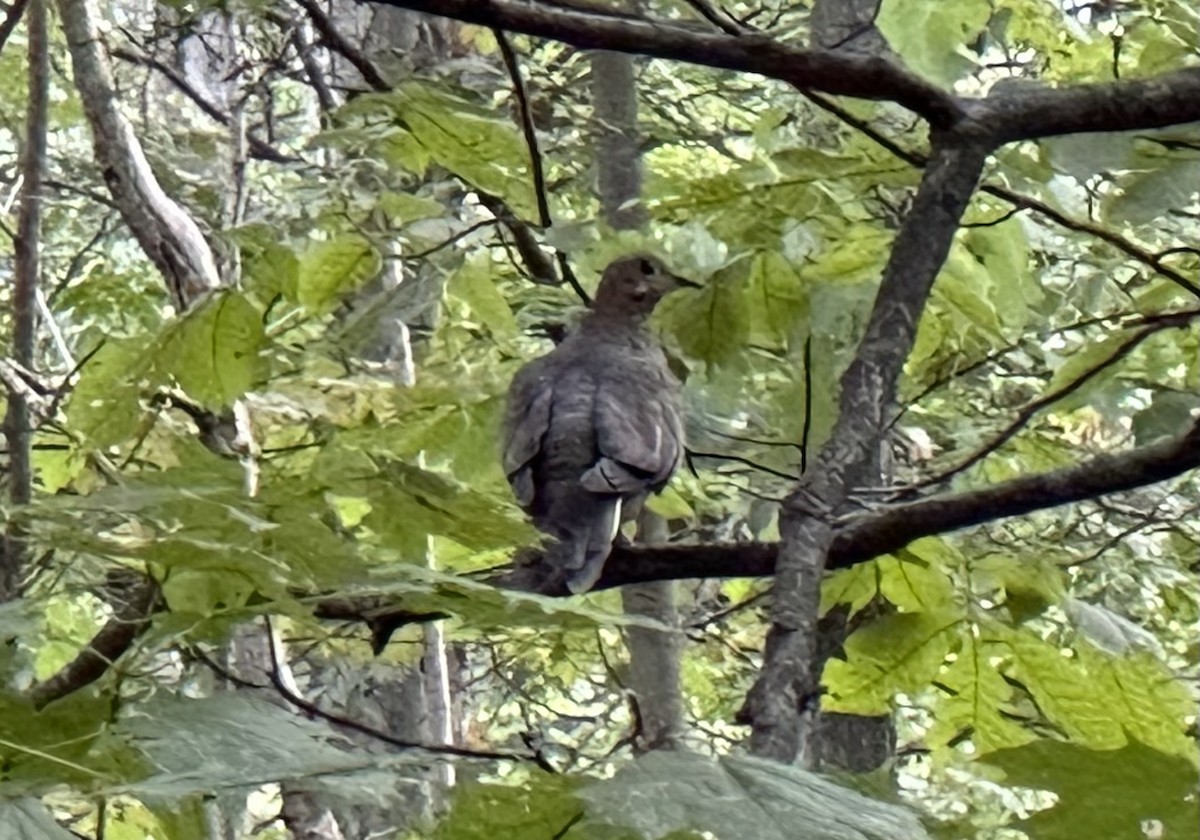 Zenaida Huilota - ML646948732