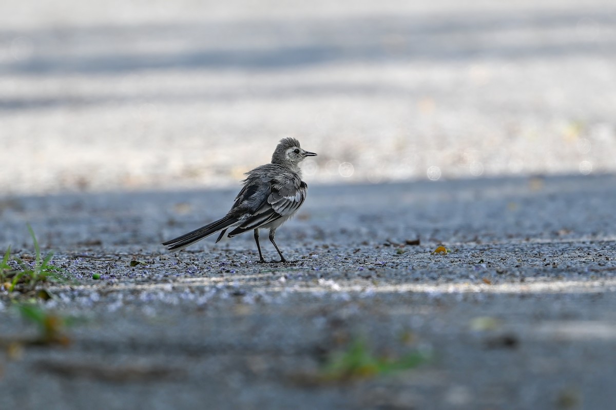 白鶺鴒 - ML646948734