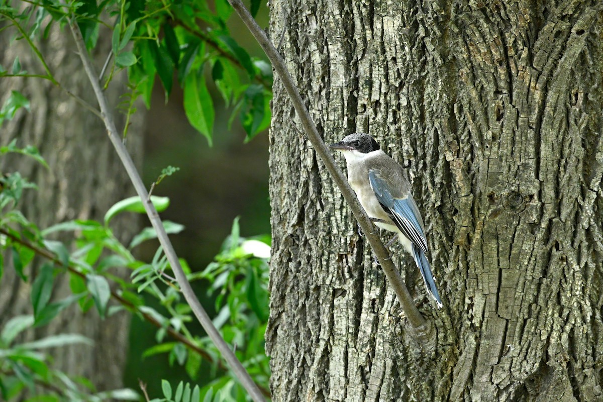 灰喜鵲 - ML646948735