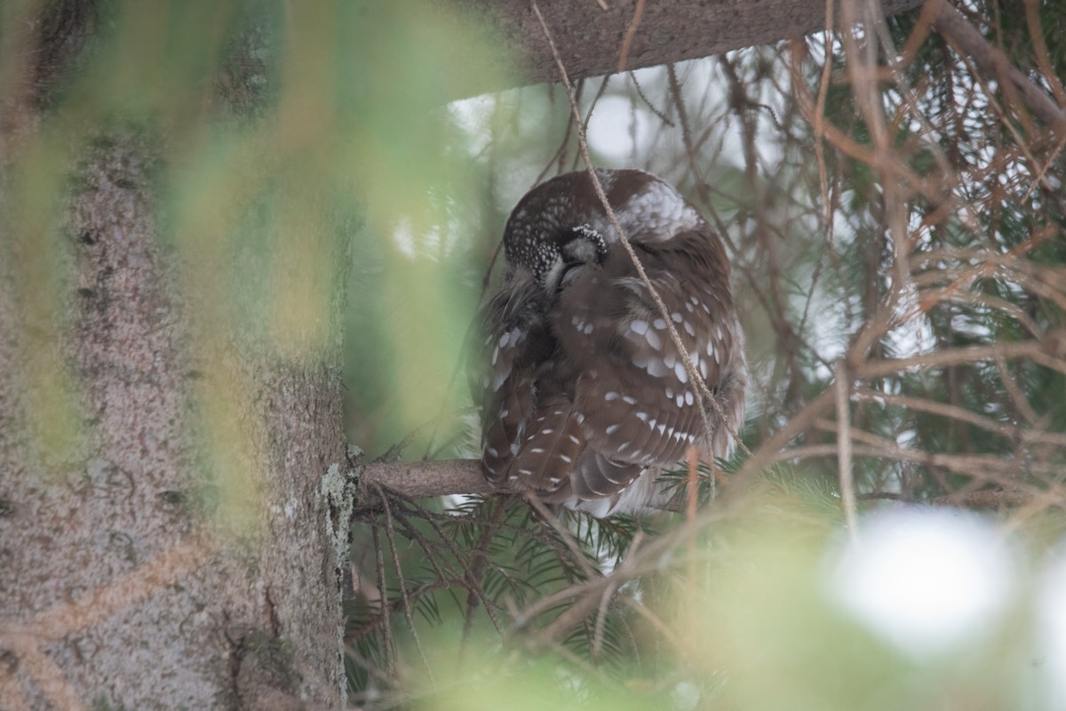 キンメフクロウ - ML646948736