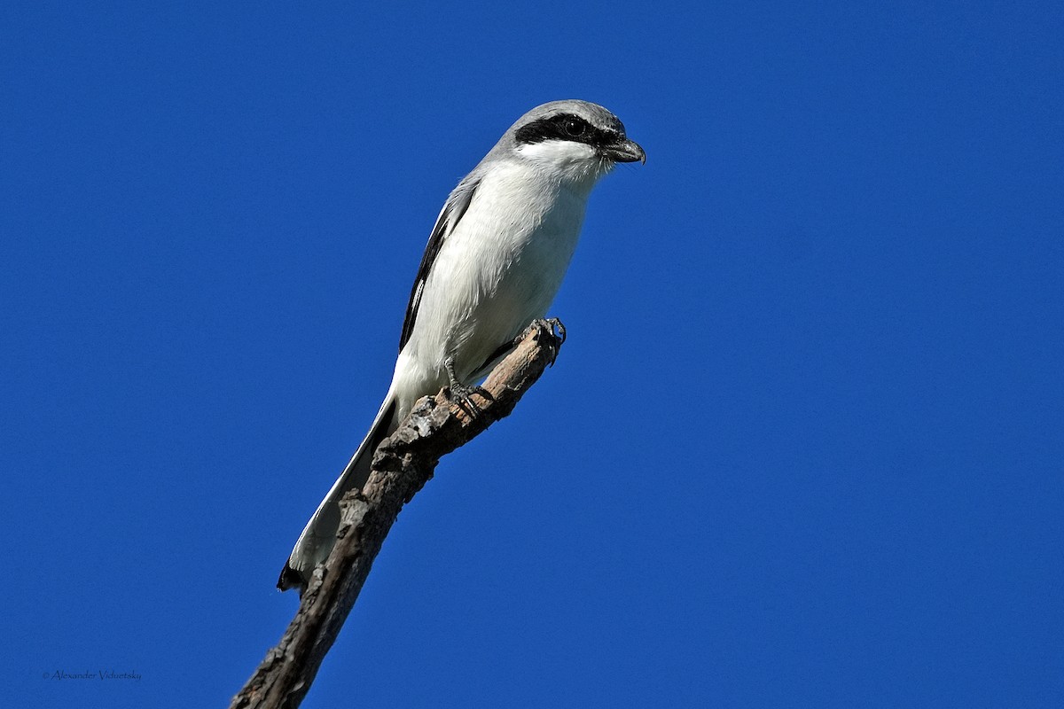 Loggerhead Shrike - ML646948737