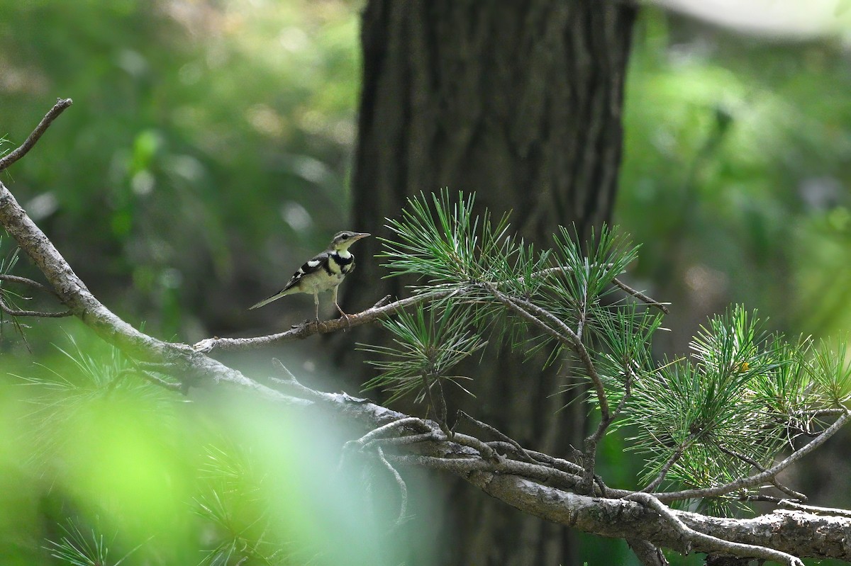 山鶺鴒 - ML646948738