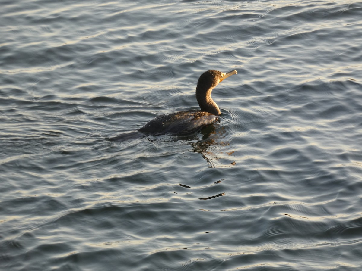 Double-crested Cormorant - ML646948739