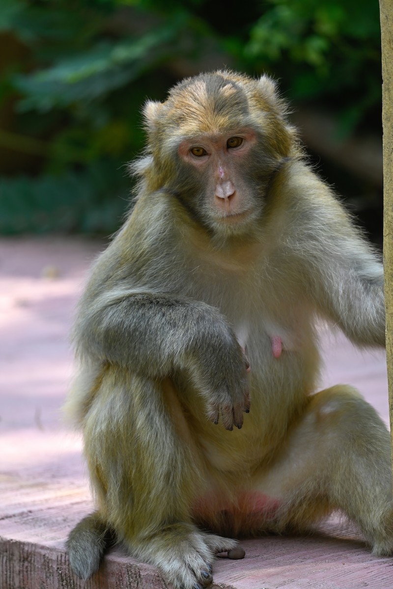 哺乳類 - ML646948740