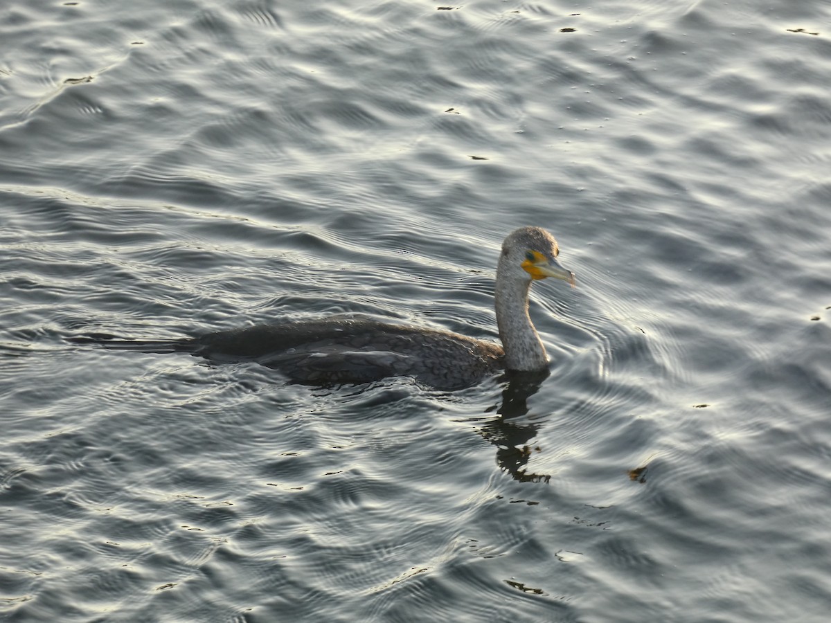 Double-crested Cormorant - ML646948743