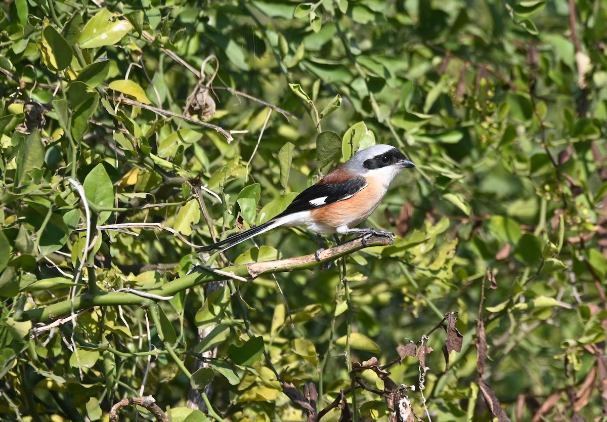 Bay-backed Shrike - ML646948744