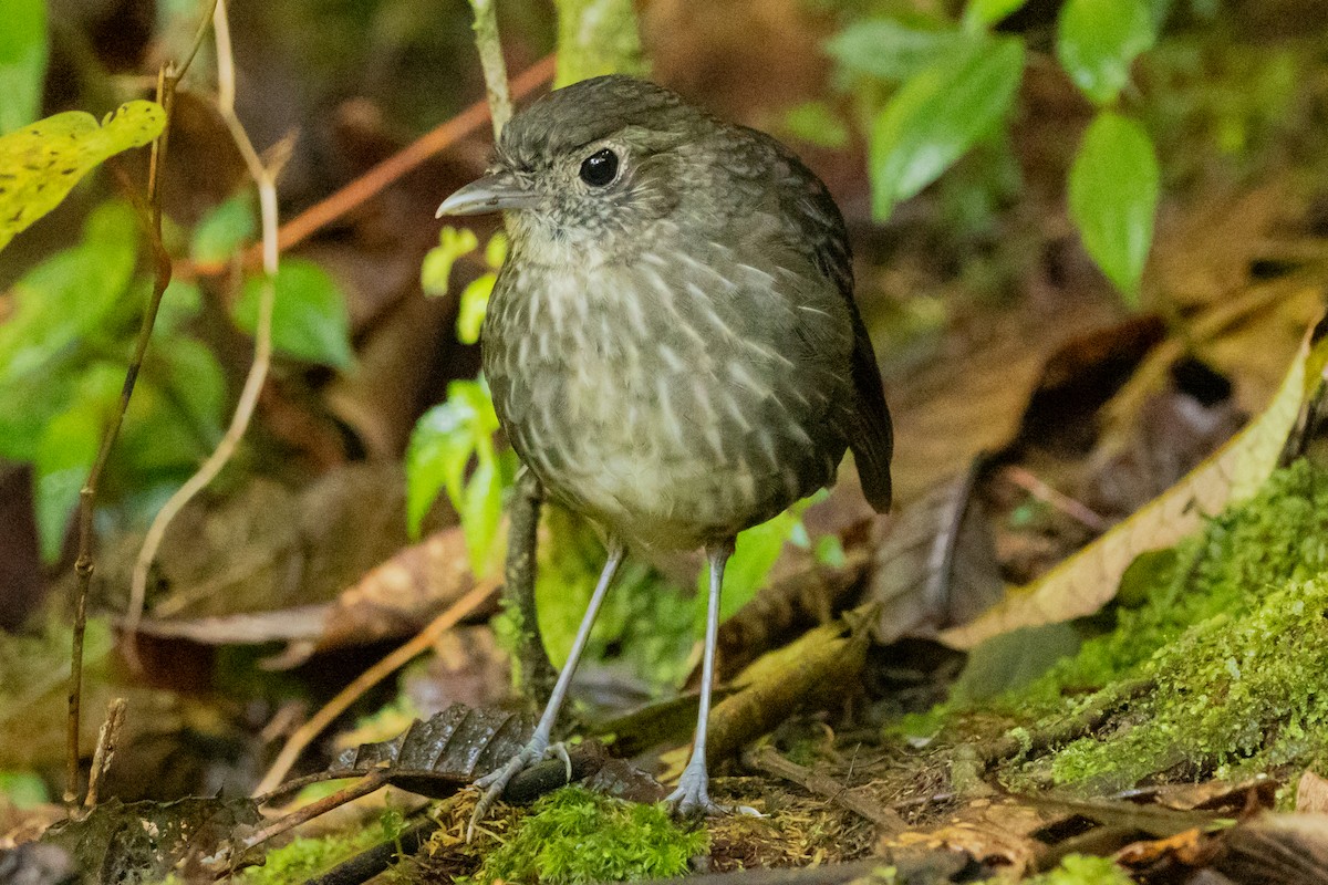 Cundinamarca Antpitta - ML646948745