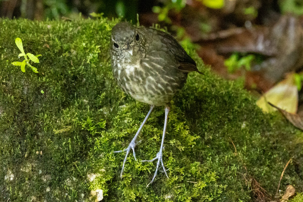 Cundinamarca Antpitta - ML646948746