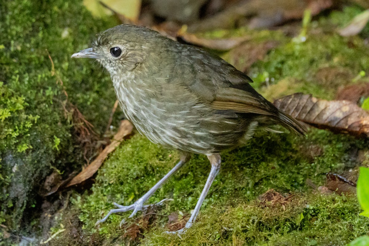 Cundinamarca Antpitta - ML646948747