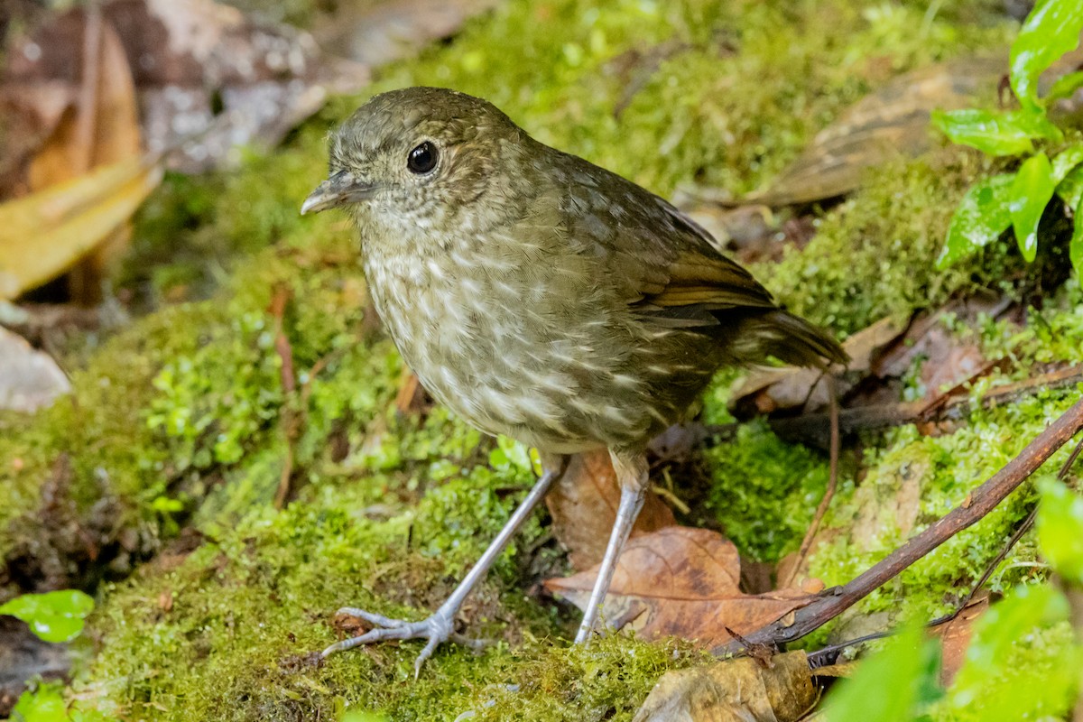 Cundinamarca Antpitta - ML646948748