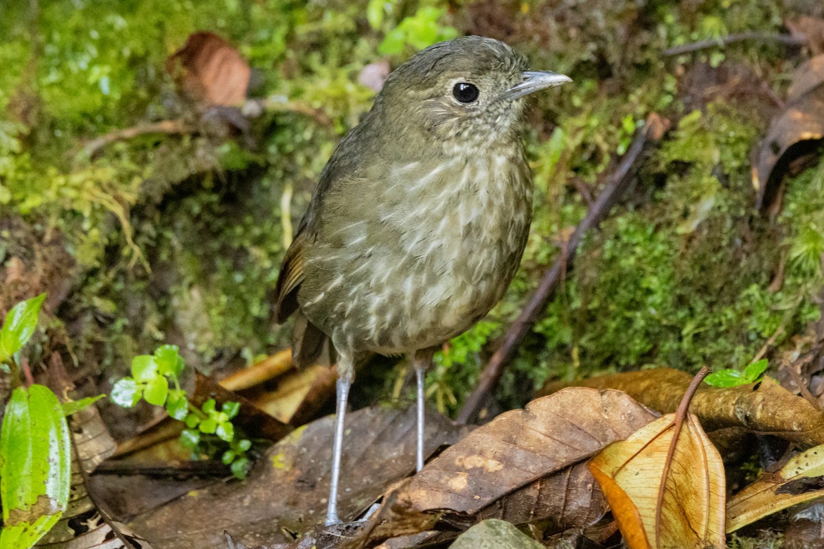 Cundinamarca Antpitta - ML646948749