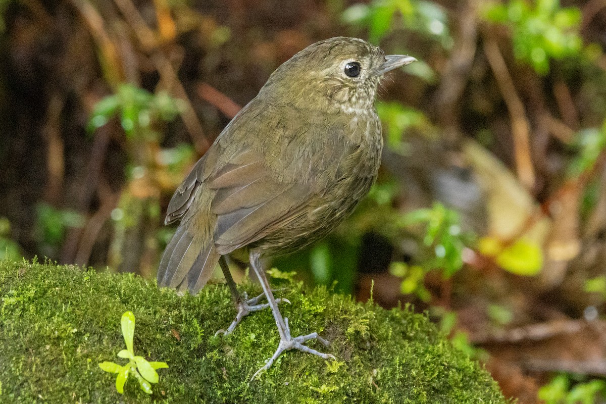 Cundinamarca Antpitta - ML646948750