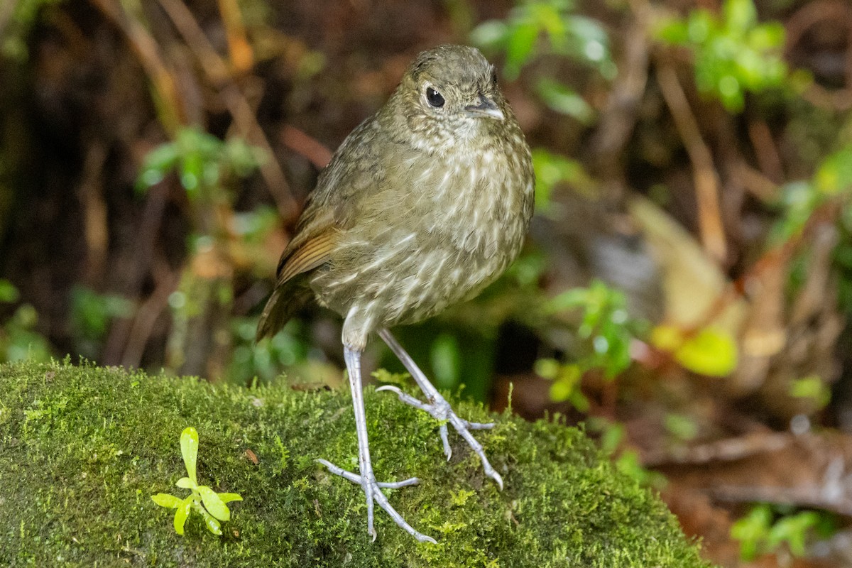 Cundinamarca Antpitta - ML646948751