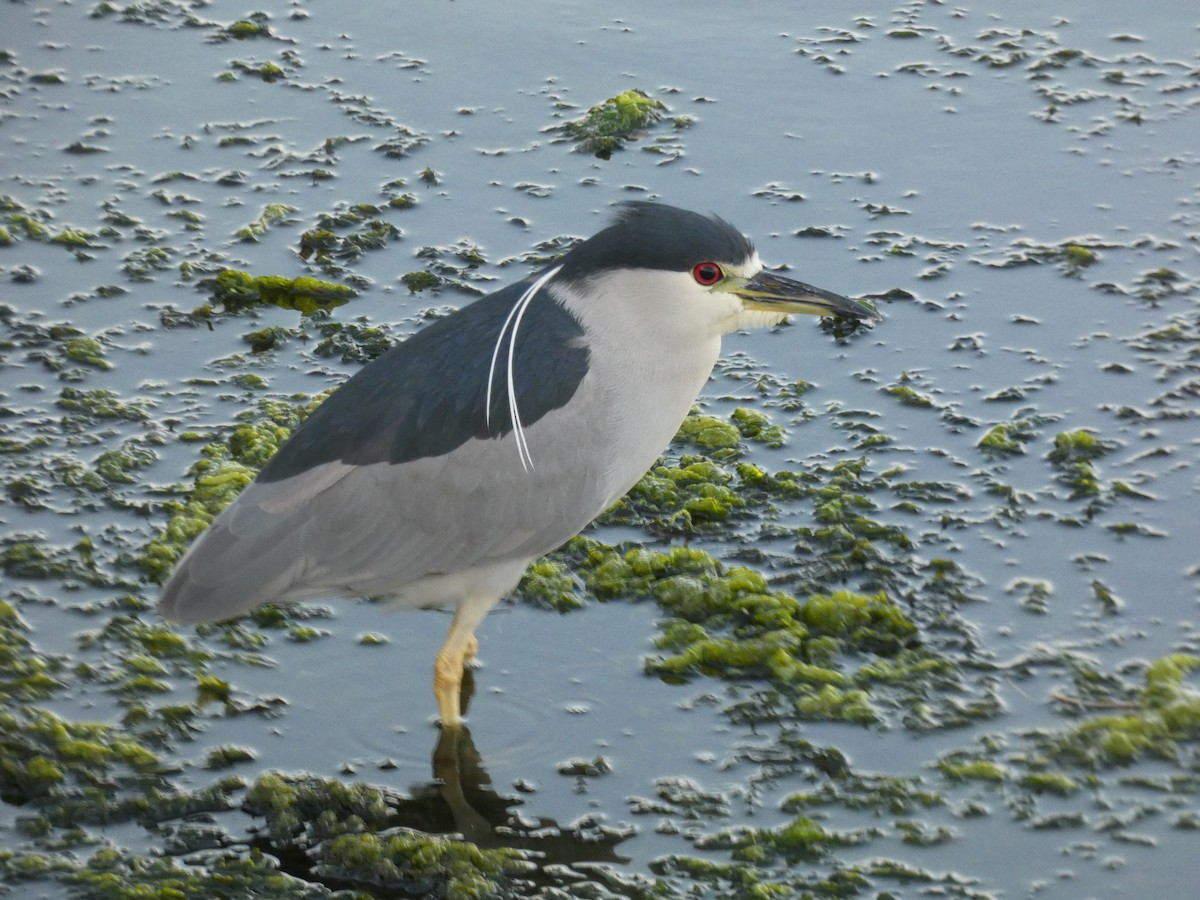 Black-crowned Night Heron - ML646948756