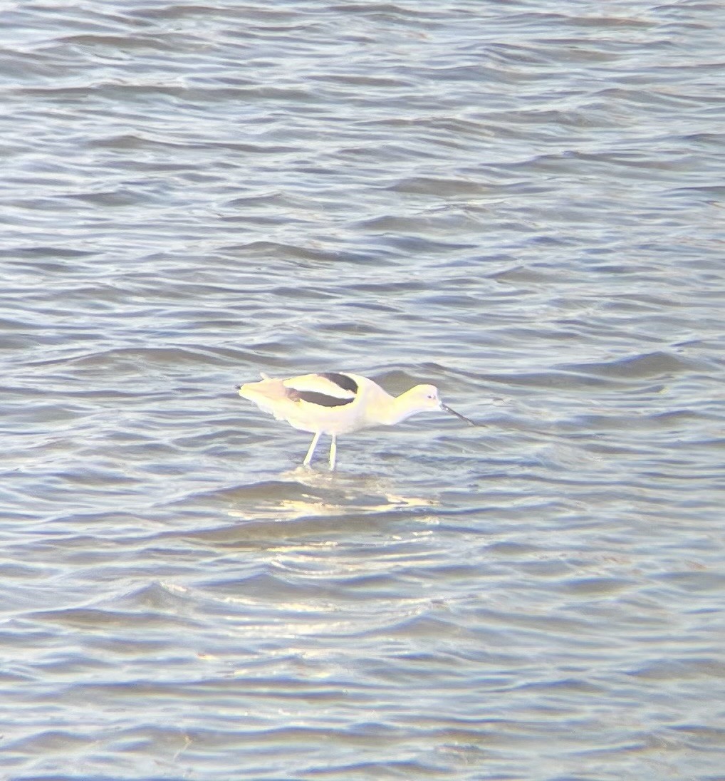 American Avocet - ML646948757