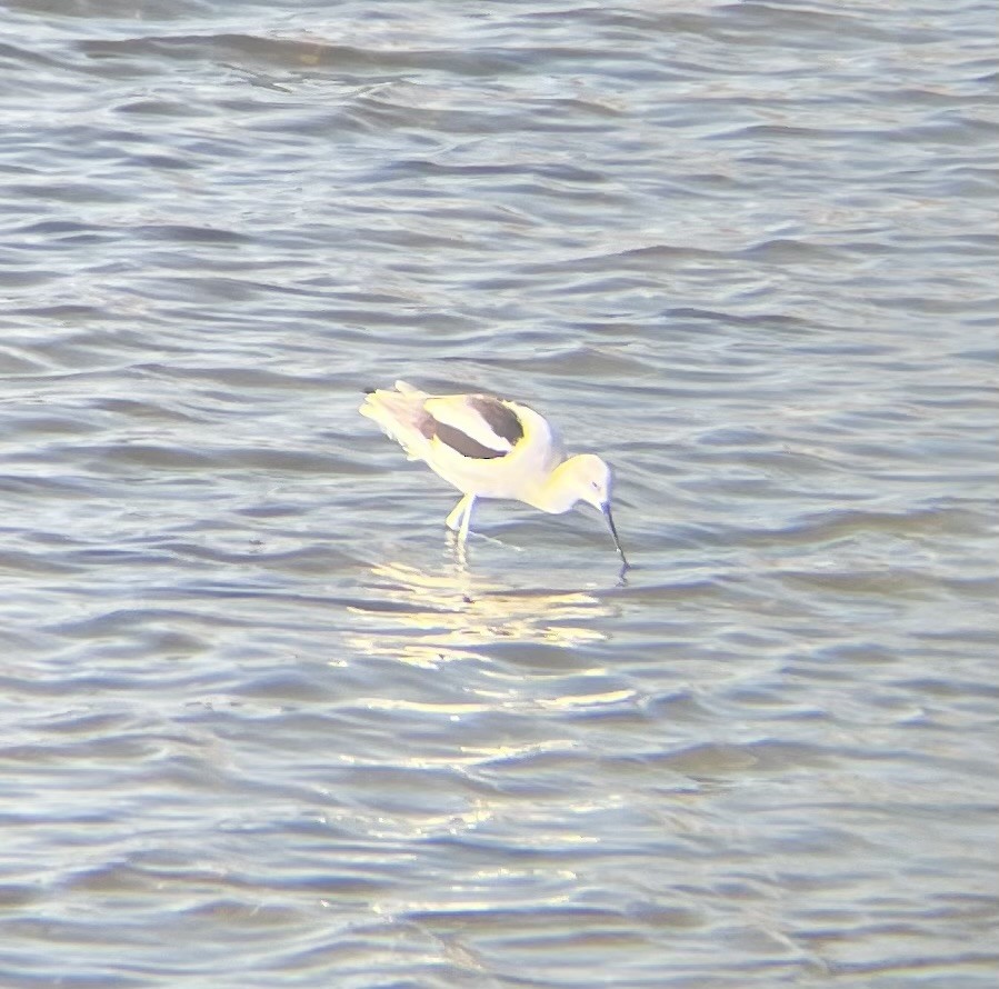 American Avocet - ML646948758