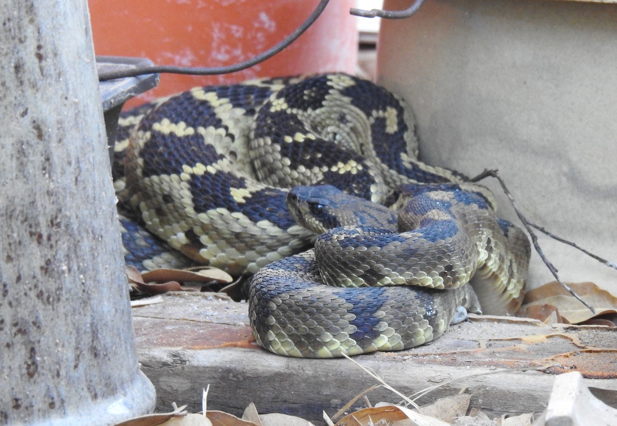 Western Black-tailed Rattlesnake - ML646948759
