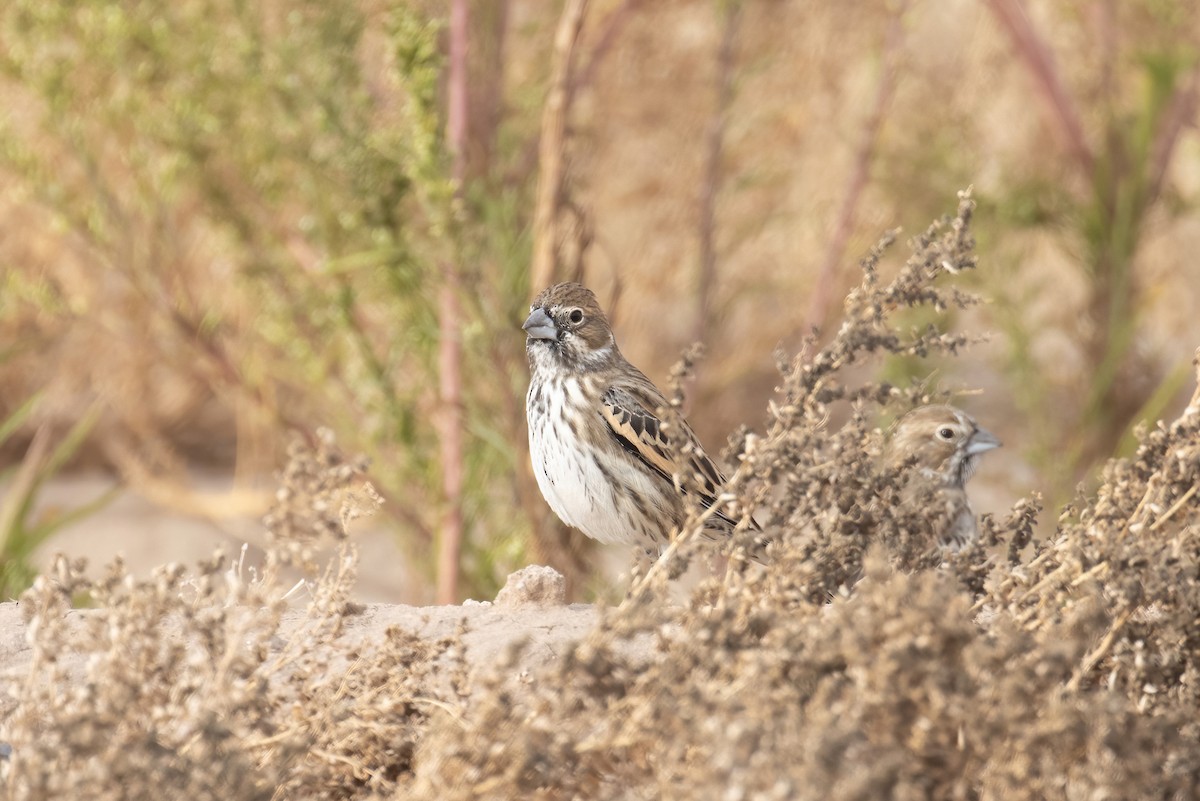 Lark Bunting - ML646948760