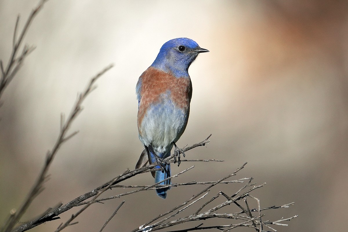 Western Bluebird - ML646948765