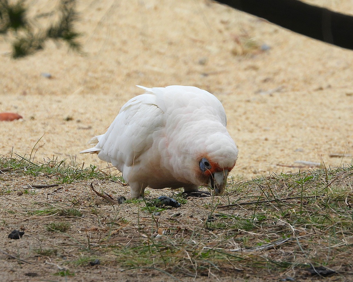 Long-billed Corella - ML646948766