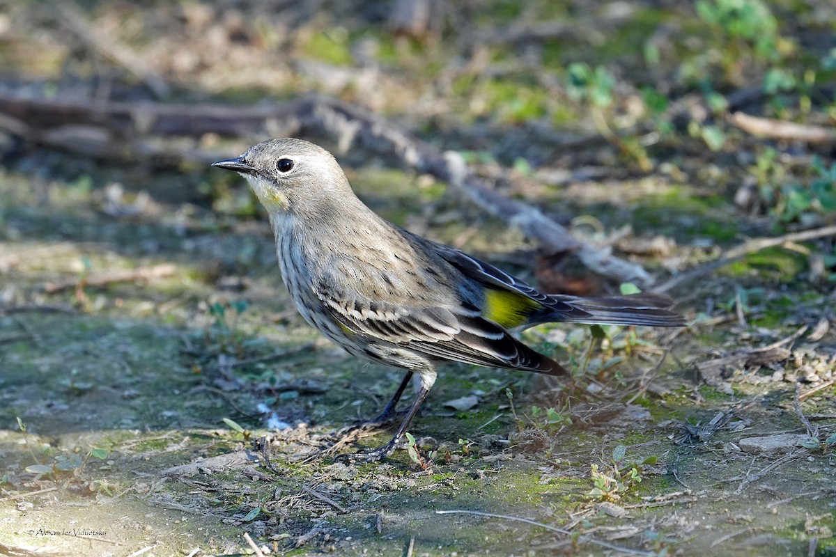 Yellow-rumped Warbler - ML646948768