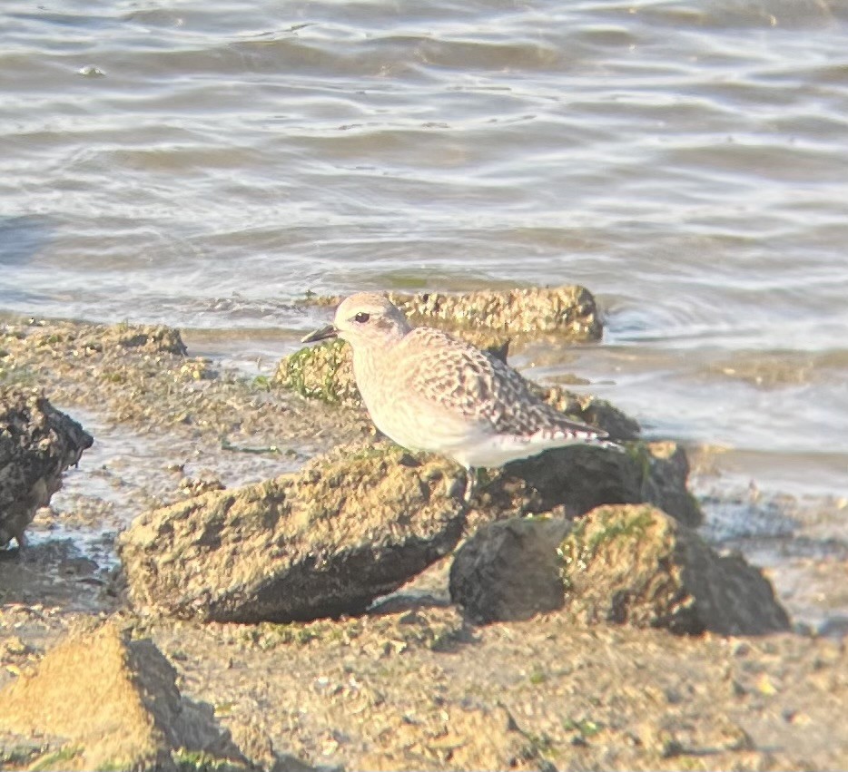 Black-bellied Plover - ML646948772