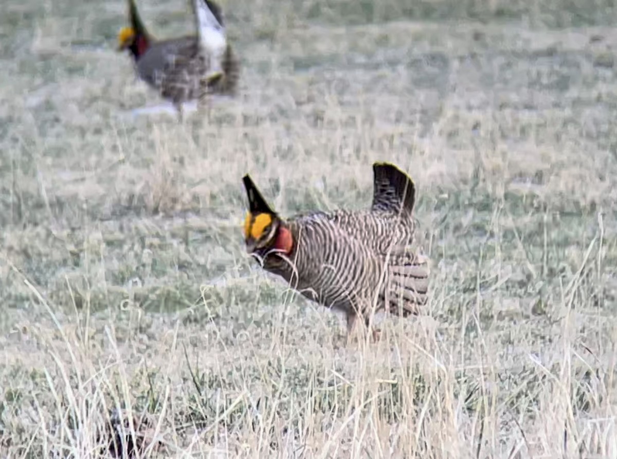 Lesser Prairie-Chicken - ML646948773