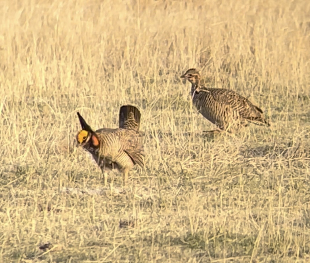 Lesser Prairie-Chicken - ML646948774