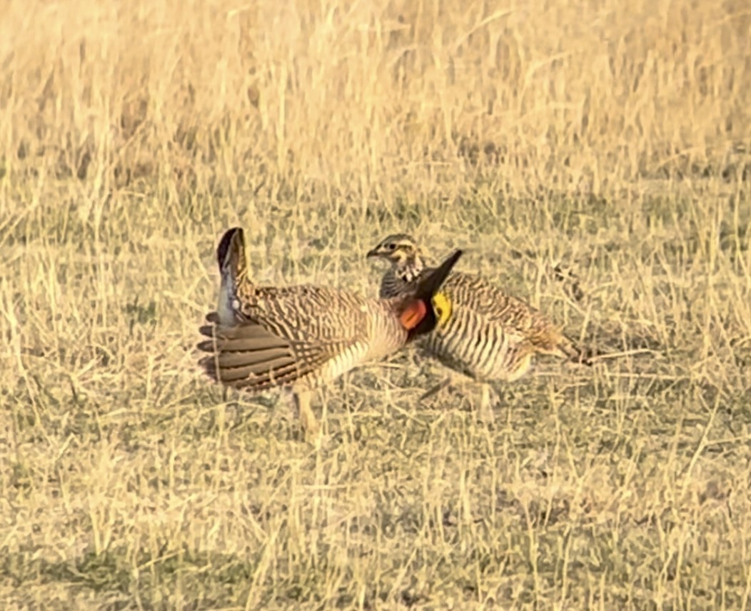 Lesser Prairie-Chicken - ML646948775