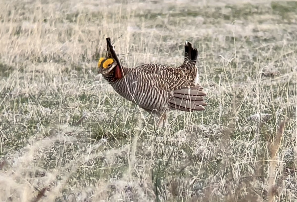 Lesser Prairie-Chicken - ML646948776