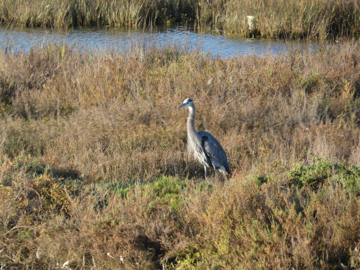 Great Blue Heron - ML646948778