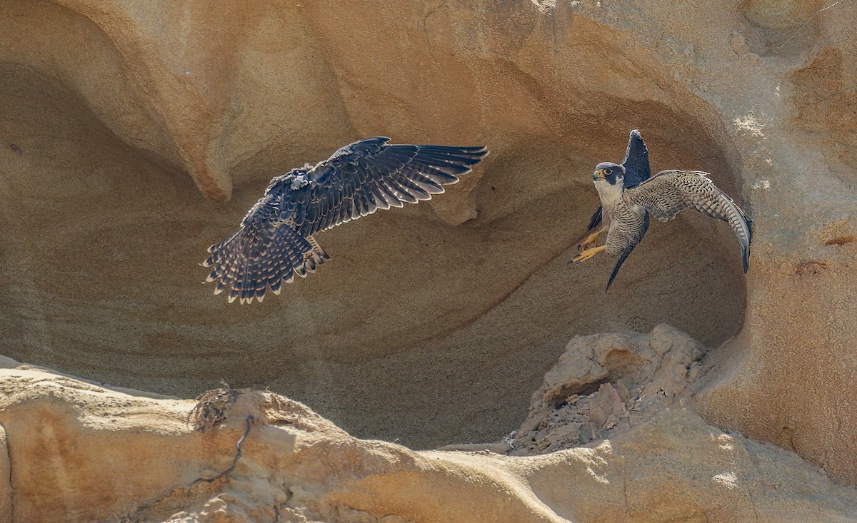 Peregrine Falcon - ML646948779