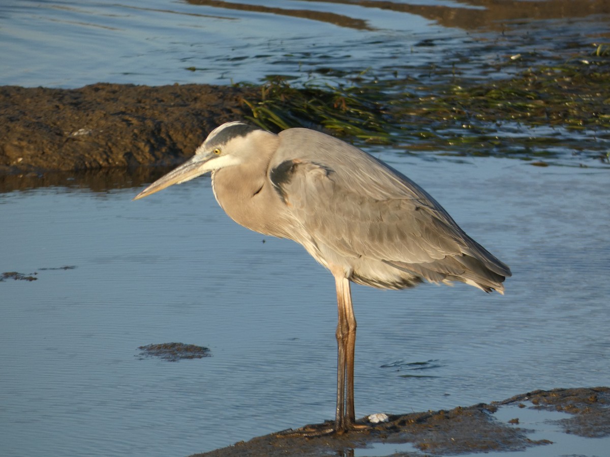 Great Blue Heron - ML646948780