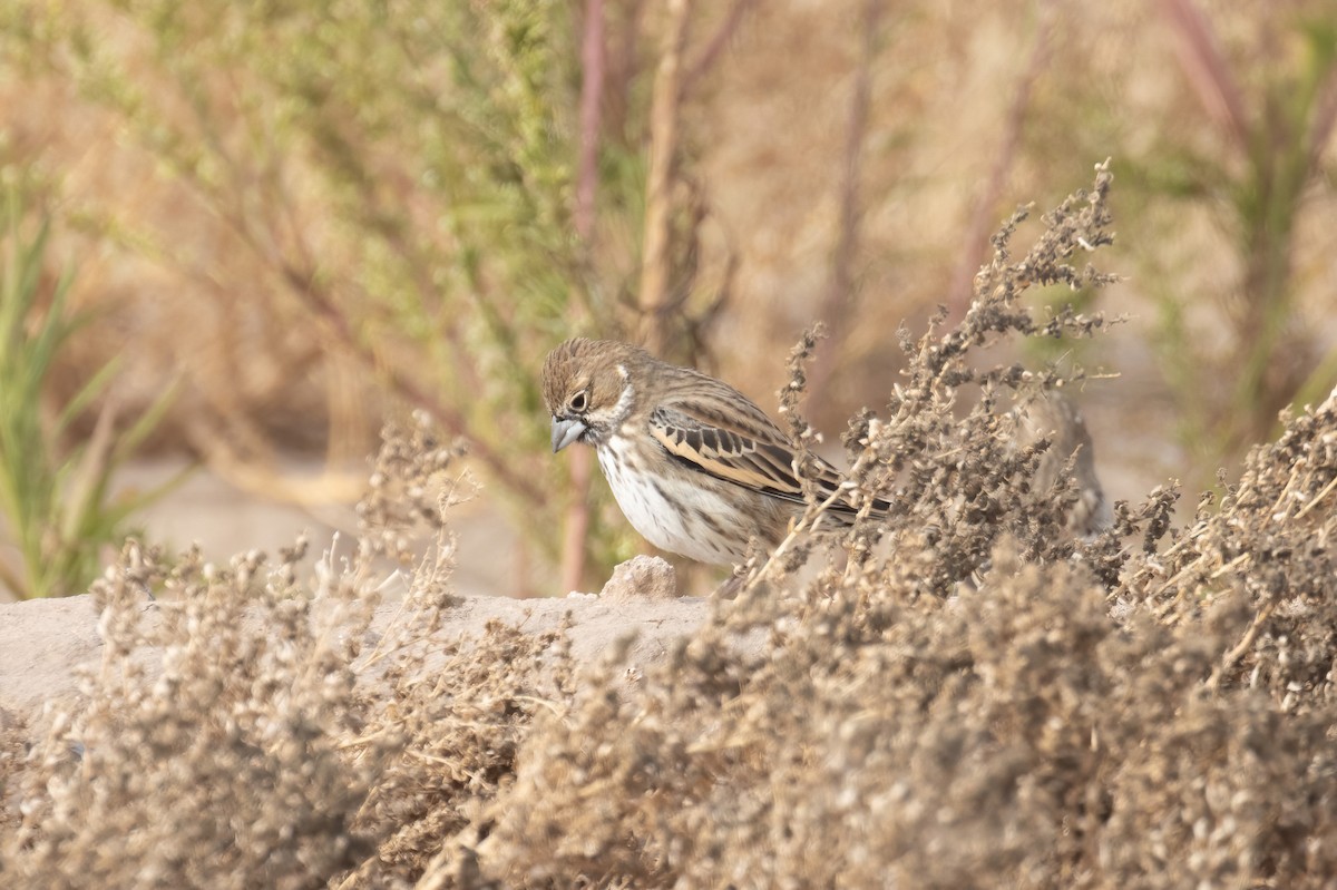 Lark Bunting - ML646948782