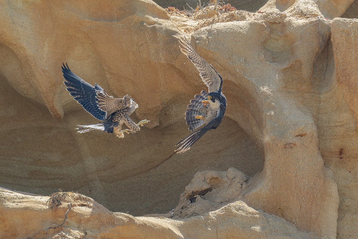 Peregrine Falcon - ML646948783