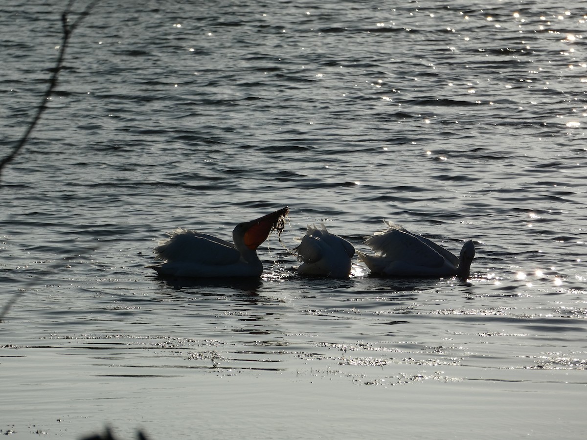 American White Pelican - ML646948784