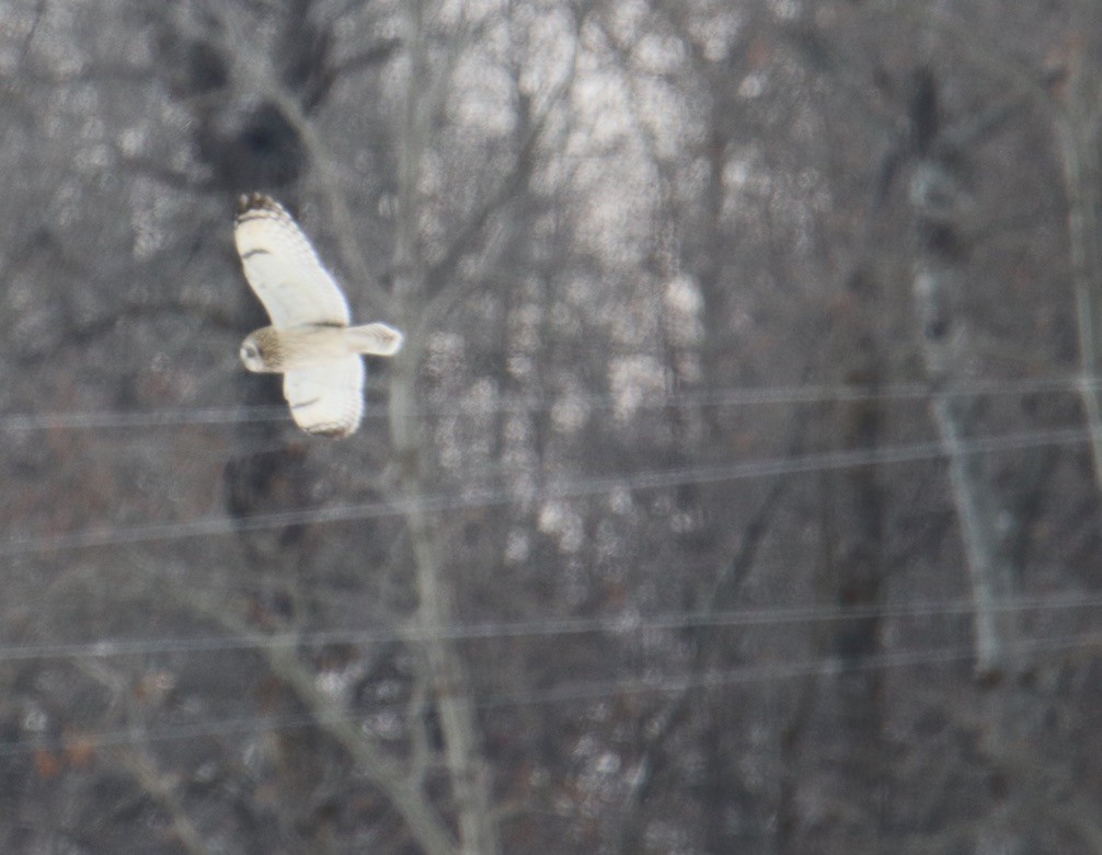 Short-eared Owl - ML646948785