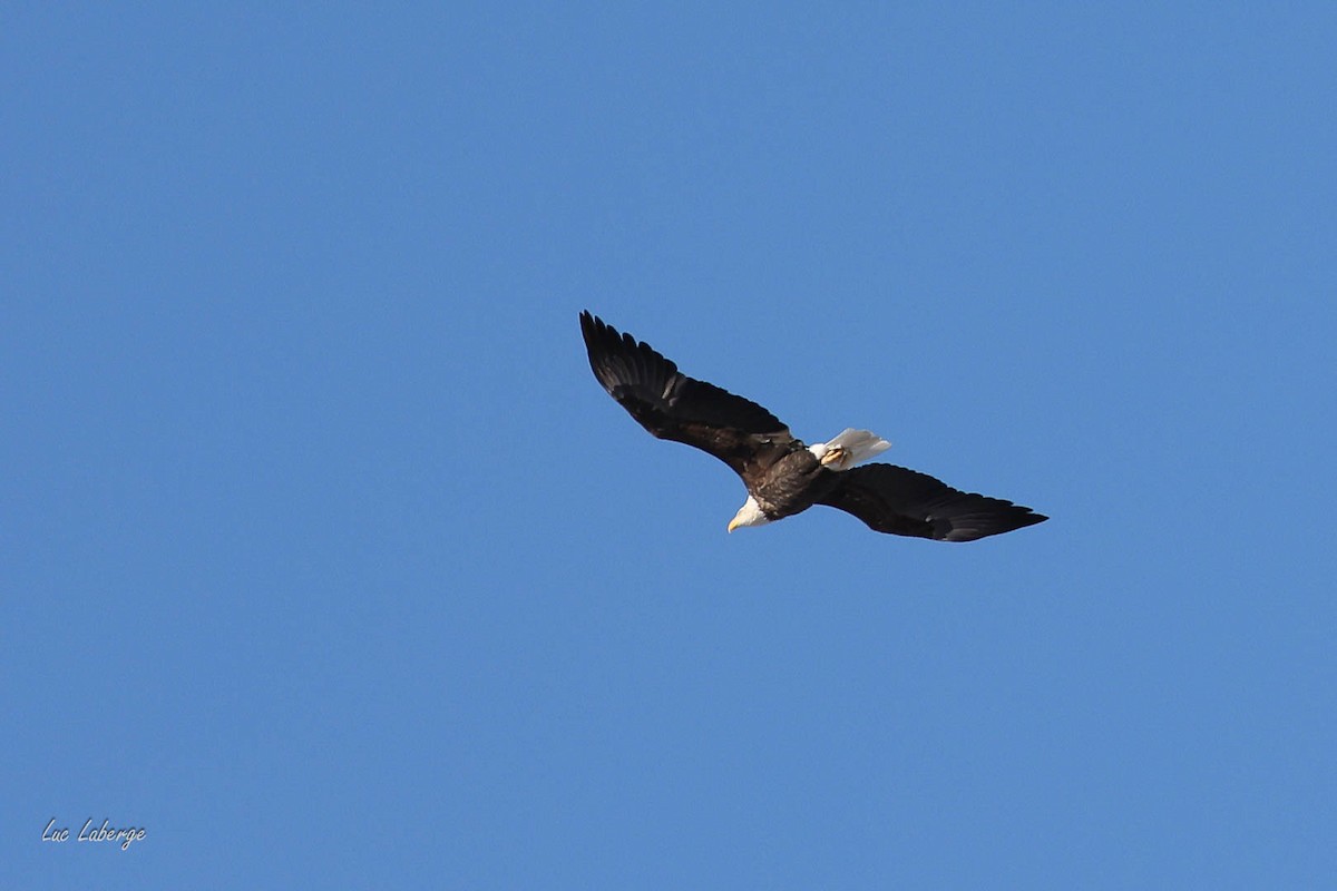 hvithodehavørn - ML646948786