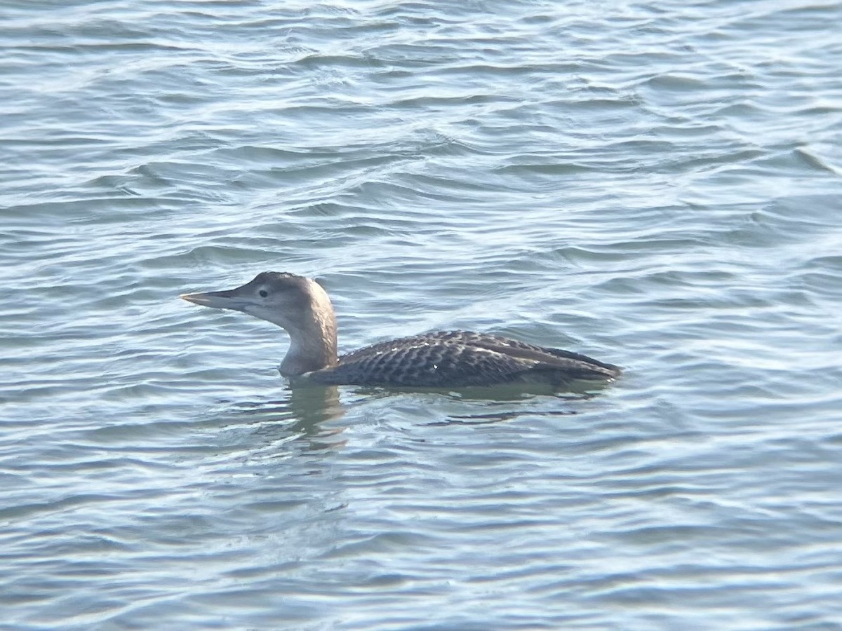 Yellow-billed Loon - ML646948787