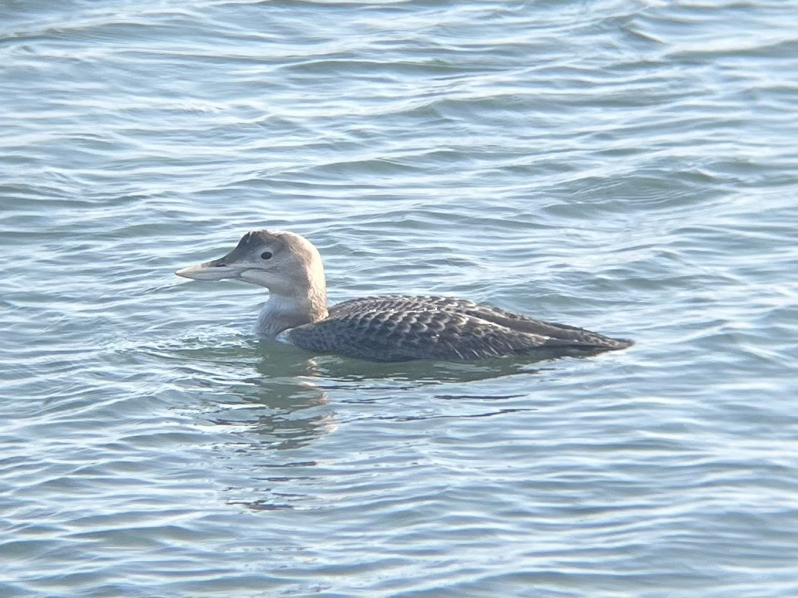 Yellow-billed Loon - ML646948788